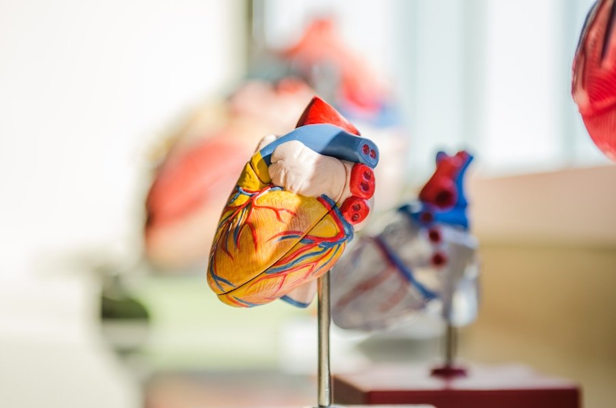 Close-up of a colorful anatomical model of a human heart on a stand, with blurred background showing more models.